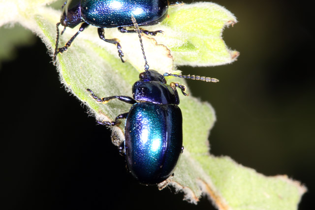 Oreina cacaliae - Copyright Denis Bourgeois